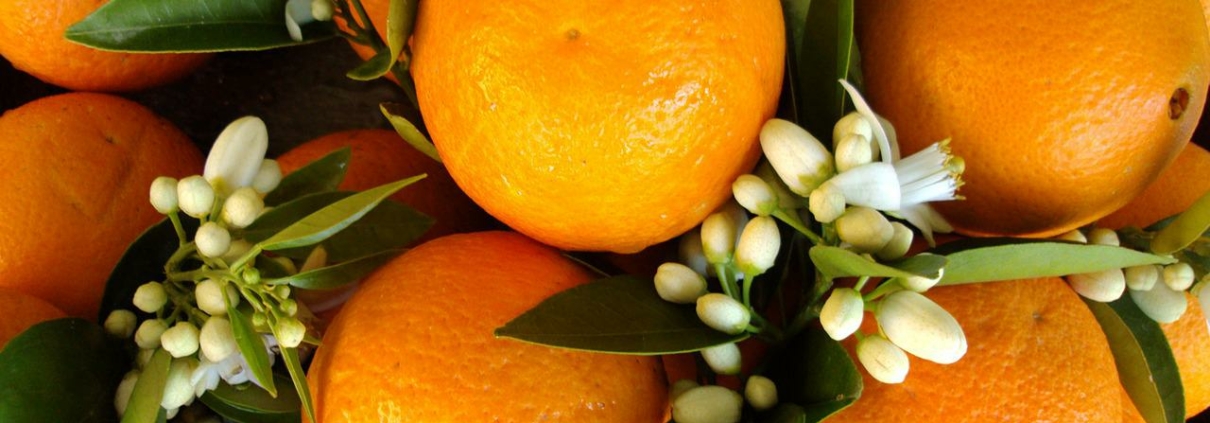 Orangenblütenwasser - Entspannung und Erfrischung für Körper und Seele (Tipps und Empfehlungen aus dem QiHai-Blog: https://qihai.de/blog/