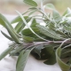 Der Salbei ist Arzneipflanze des Jahres 2023! (Blog, QiHai TCM & QiGong in Köln)